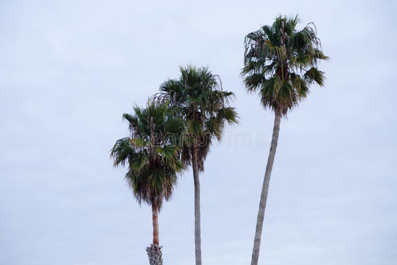 Photo taken at the beach of 3 palm trees against, blue sky, in Santa Cruz Beach, California USA. Photo taken at the beach of 3 palm trees against, blue sky, in Santa Cruz Beach, California USA