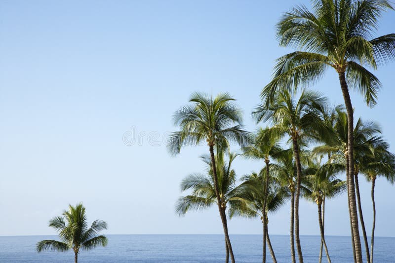 Palm trees with the ocean horizon in the distance. The sky is clear and blue. Horizontal shot. Palm trees with the ocean horizon in the distance. The sky is clear and blue. Horizontal shot.