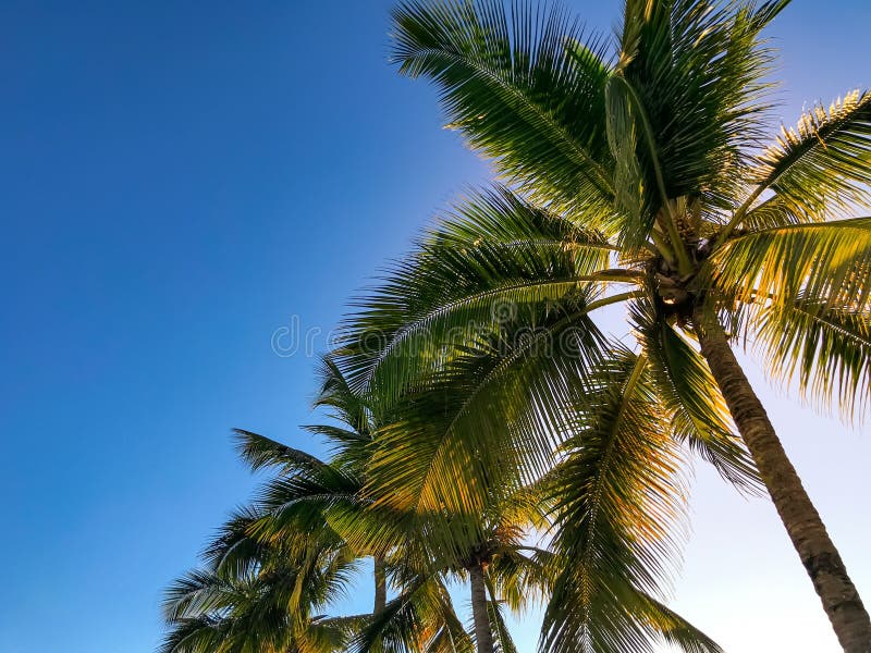 Palmen vor blauem Himmel im Sonnenschein stockbild Palmen vor blauem Himmel im Sonnenschein stockbild