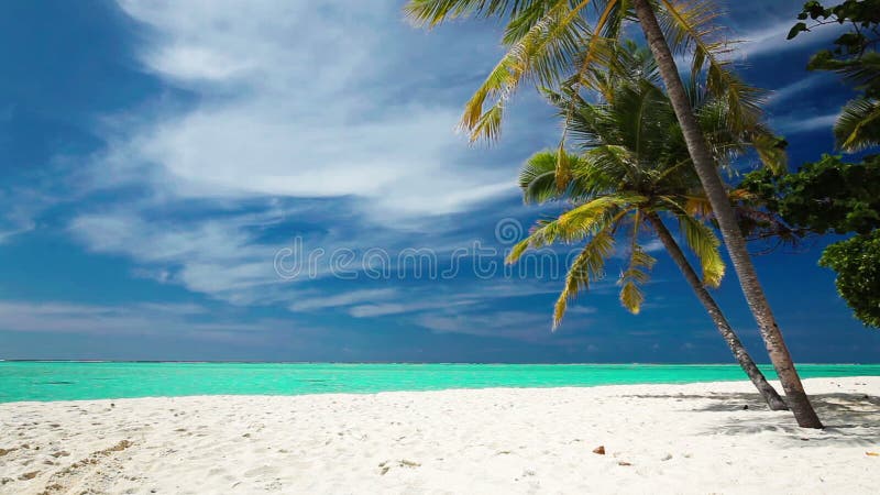 Palmen über tropischer Lagune mit weißem Strand