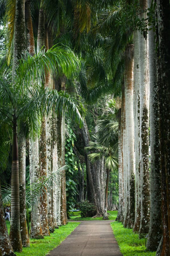 Palmengasse in Den Pamplemousses Botanischer Garten, Mauritius