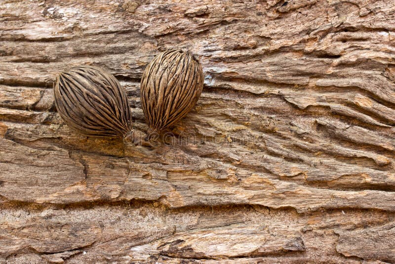 Palmensamen Bilder: Entdecke die Welt der Zeichnung mit Palmenkernen!