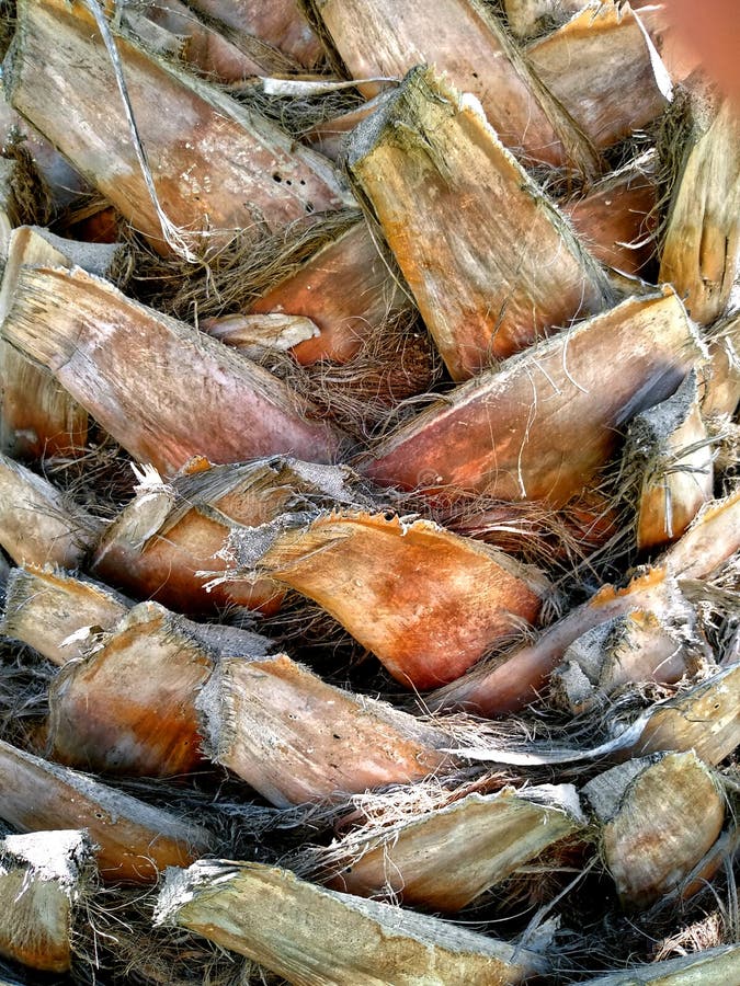 Palmenstamm-Beschaffenheitshintergrund lizenzfreie stockfotografie Palmenstamm-Beschaffenheitshintergrund lizenzfreie stockfotografie