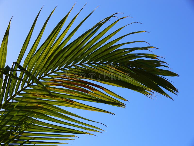 165 Palmenwedel Fotos Kostenlose und RoyaltyFree Stock