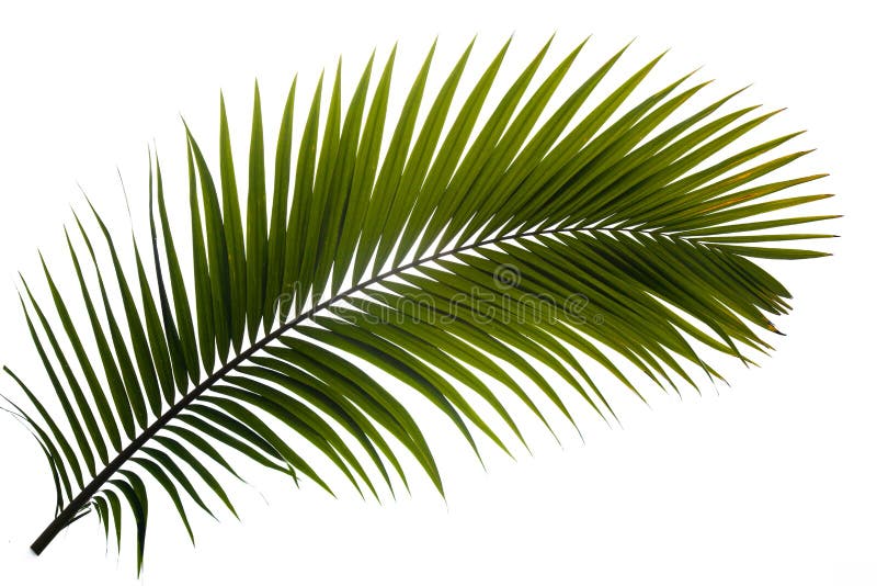 Palmenwedel stock abbildung. Illustration von blatt