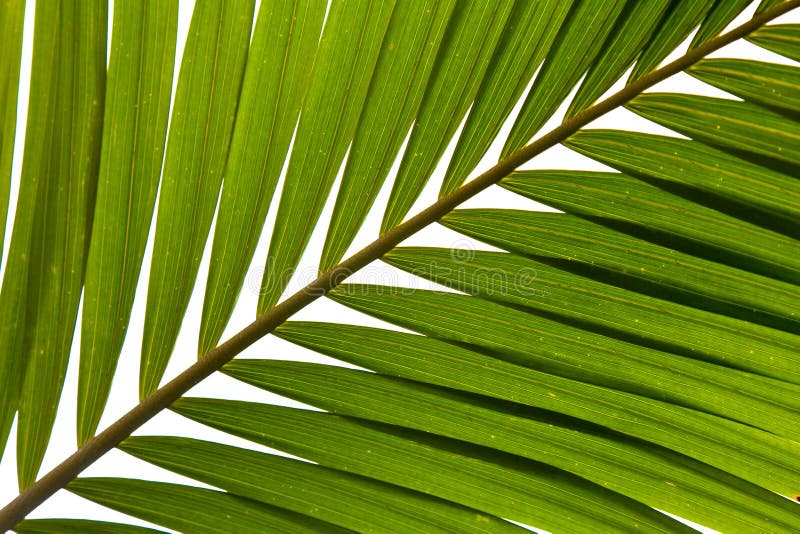 Palmenwedel stock abbildung. Illustration von blatt