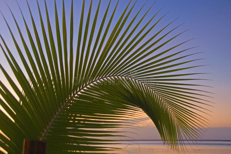 165 Palmenwedel Fotos Kostenlose und RoyaltyFree Stock