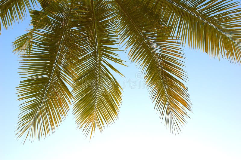 165 Palmenwedel Fotos Kostenlose und RoyaltyFree Stock