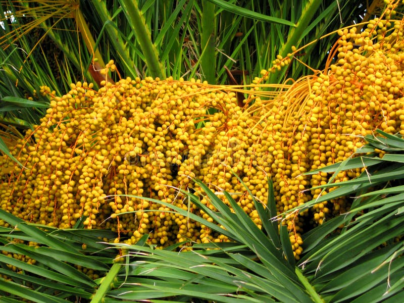 Fruta Tropical De La Palma De La Reina Imagen de archivo Imagen de