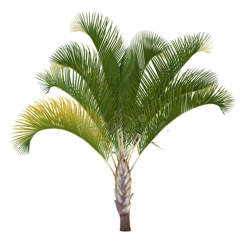 Palmera aislada. Decaryi de Dypsis ilustración del vector Palmera aislada. Decaryi de Dypsis ilustración del vector
