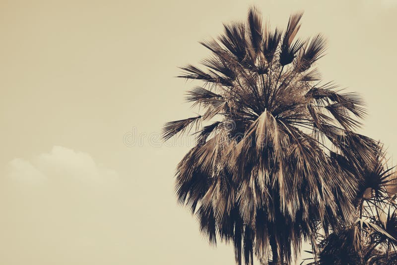 Palmera de la silueta en fondo del filtro del vintage imágenes de archivo libres de regalías Palmera de la silueta en fondo del filtro del vintage imágenes de archivo libres de regalías