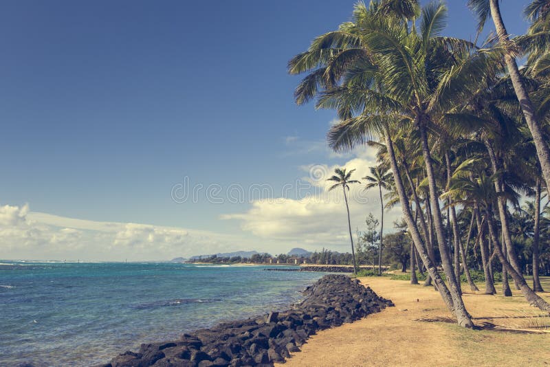 Palmera del coco en la playa arenosa en Kapaa Hawaii, Kauai fotografía de archivo libre de regalías Palmera del coco en la playa arenosa en Kapaa Hawaii, Kauai fotografía de archivo libre de regalías