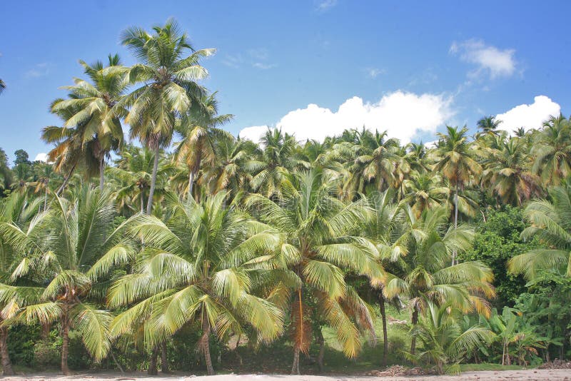 Palmeraie photographie stock Palmeraie photographie stock