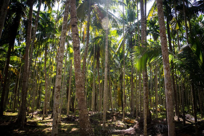Palmeraie épaisse images libres de droits Palmeraie épaisse images libres de droits