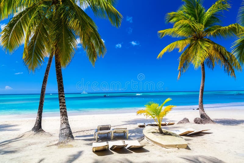 Palm trees with lounge chairs on the caribbean tropical beach. Saona Island, Dominican Republic. Vacation travel background. Palm trees with lounge chairs on the caribbean tropical beach. Saona Island, Dominican Republic. Vacation travel background.