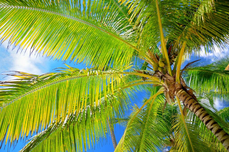 Palmeras del coco en el cielo azul con el perspectiv mullido de las nubes imagen de archivo libre de regalías Palmeras del coco en el cielo azul con el perspectiv mullido de las nubes imagen de archivo libre de regalías