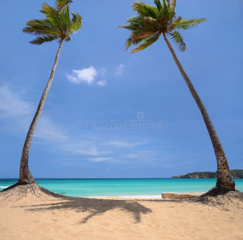 Palmeras del coco en una isla tropical fotos de archivo Palmeras del coco en una isla tropical fotos de archivo