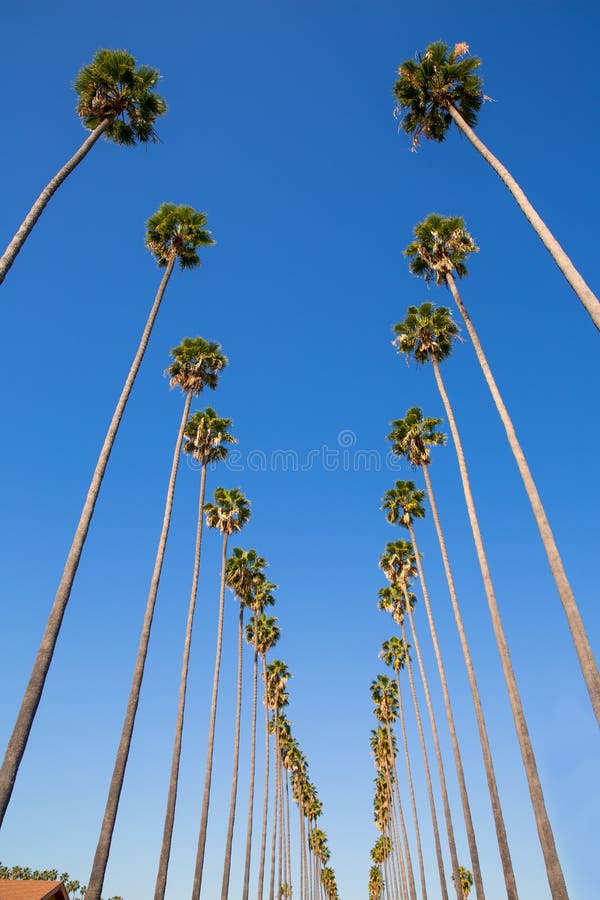 LA Los Angeles palm trees in a row typical California Washingtonia filifera. LA Los Angeles palm trees in a row typical California Washingtonia filifera