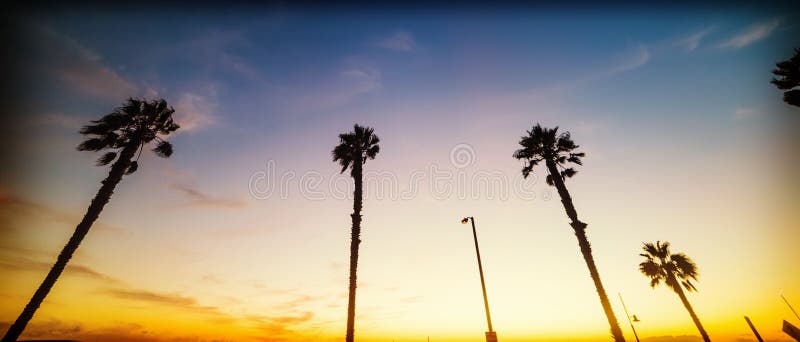Palmeras en la playa de Santa Monica en la puesta del sol fotografía de archivo libre de regalías Palmeras en la playa de Santa Monica en la puesta del sol fotografía de archivo libre de regalías