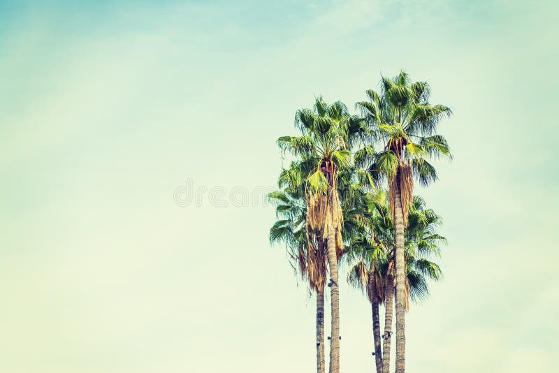Palmeras en Los Ángeles en tono del vintage fotografía de archivo libre de regalías Palmeras en Los Ángeles en tono del vintage fotografía de archivo libre de regalías
