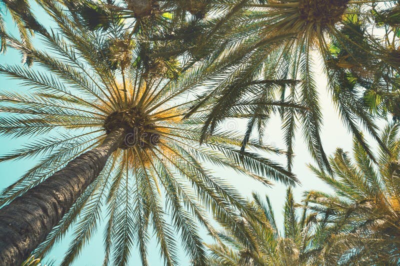 Palmeras en una playa tropical contra un cielo azul. Vista de ángulo bajo. Imagen tónica imagenes de archivo