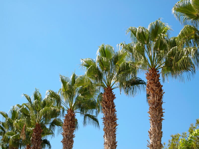 Palmeras situadas por la diagonal fotografía de archivo