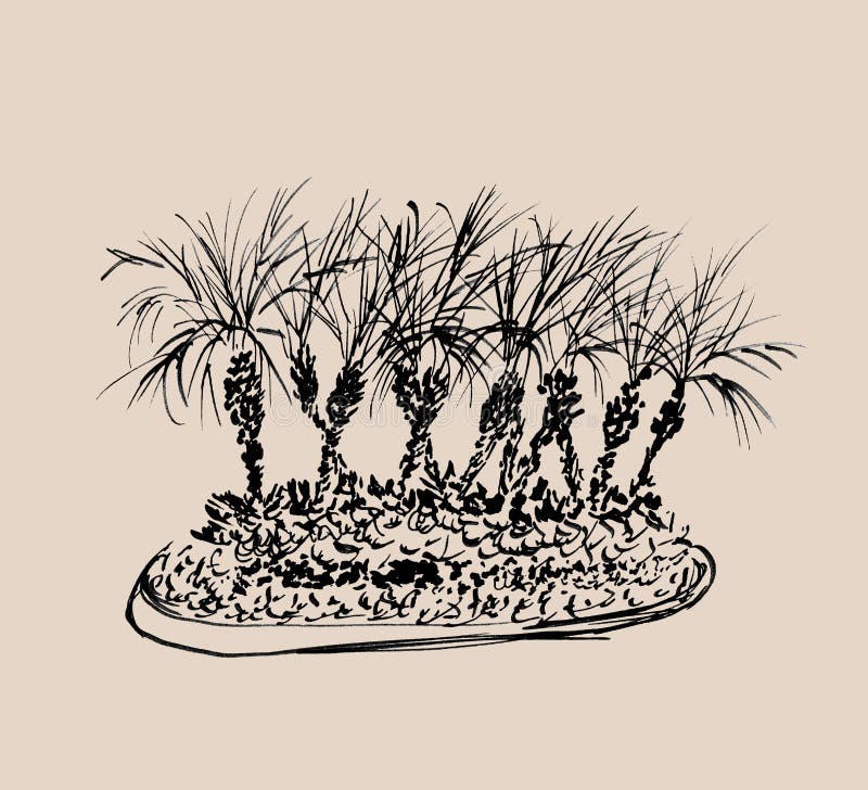 Palmeras tropicales aisladas en fondo beige ligero Ejemplo del grupo de las palmas de coco Siluetas negras Bosquejo drenado mano ilustración del vector Palmeras tropicales aisladas en fondo beige ligero Ejemplo del grupo de las palmas de coco Siluetas negras Bosquejo drenado mano ilustración del vector