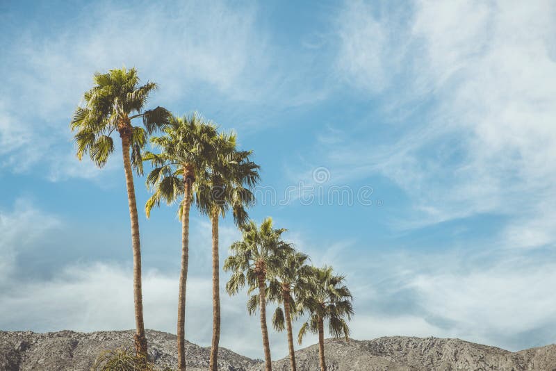 Palmeras y montañas de la colonia de la película del vintage del Palm Springs
