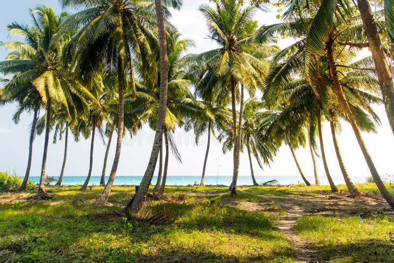 Palmeto sull'isola Prato inglese costiero sotto una palma fotografia stock libera da diritti Palmeto sull'isola Prato inglese costiero sotto una palma fotografia stock libera da diritti