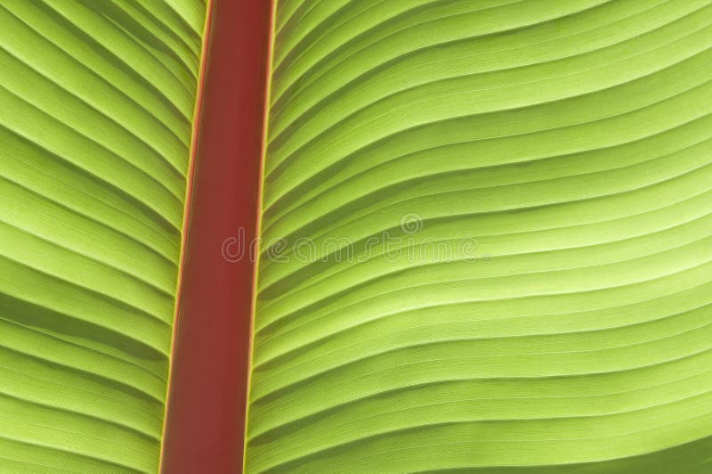 Palmette photo stock Palmette photo stock