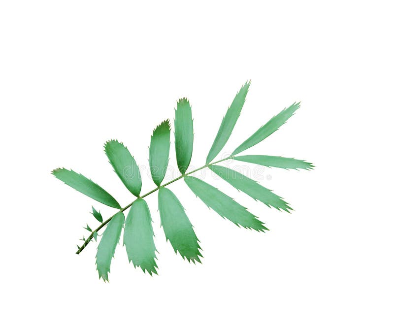Palmette verte d'isolement sur le blanc avec le chemin de coupure image stock Palmette verte d'isolement sur le blanc avec le chemin de coupure image stock