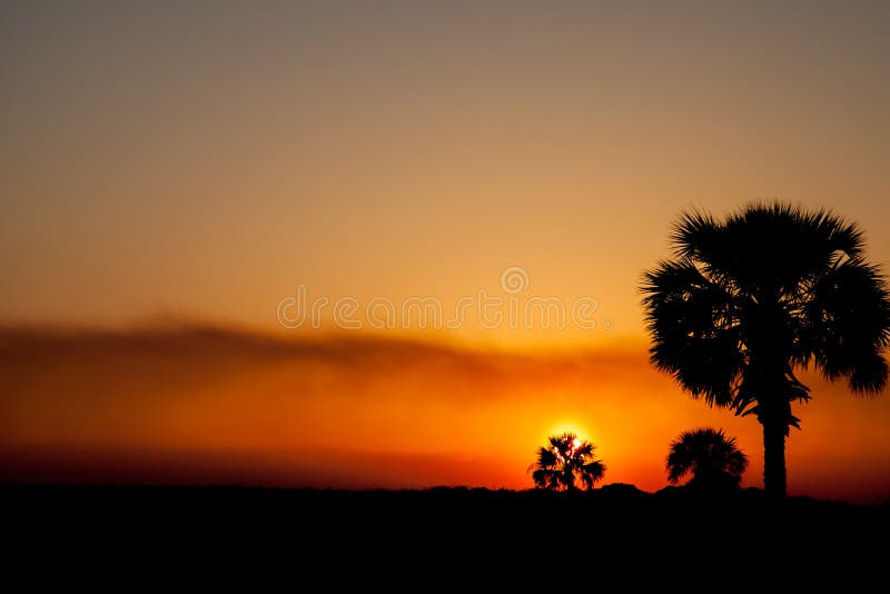 Palmetto trees and orange sunset royalty free stock image Palmetto trees and orange sunset royalty free stock image