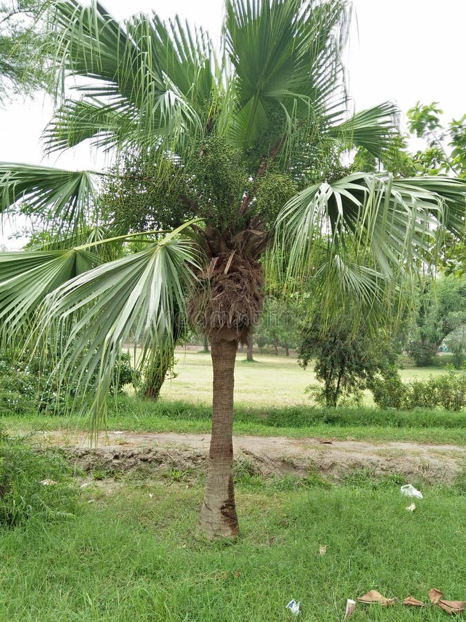 Sabal palmetto, also known as cabbage-palm, palmetto, cabbage palmetto, blue palmetto, Carolina palmetto, common palmetto, swamp cabbage and sabal palm, is one of 15 species of palmetto palm. It is native to the southernmost lowlands and coastal areas of the southern United States, as well as Cuba, the Turks and Caicos Islands, and the Bahamas. In the United States, the native range of S. palmetto is the coastal plain of the lower East Coast from southeast North Carolina southward to Florida and west along the Gulf Coastal plain to Texas. S. palmetto grows up to 65 feet or 20 metres. Starting at Â½ to â…” the height, the tree develops into a rounded, costapalmate fan of numerous leaflets. A costapalmate leaf has a definite costa & x28;midrib& x29; unlike the typical palmate or fan leaf, but the leaflets are arranged radially like in a palmate leaf. All costapalmate leaves are about 0.20 inches or 5.1 millimetres across, produced in large compound panicles up to 8.2 feet or 2.5 metres in radius, extending out beyond the leaves. The fruit is a black drupe about .5 inches or 1.3 centimetres long containing a single seed. It is extremely salt-tolerant and is often seen growing near both the Atlantic Ocean coast and the Gulf of Mexico coast. Sabal palmetto, also known as cabbage-palm, palmetto, cabbage palmetto, blue palmetto, Carolina palmetto, common palmetto, swamp cabbage and sabal palm, is one of 15 species of palmetto palm. It is native to the southernmost lowlands and coastal areas of the southern United States, as well as Cuba, the Turks and Caicos Islands, and the Bahamas. In the United States, the native range of S. palmetto is the coastal plain of the lower East Coast from southeast North Carolina southward to Florida and west along the Gulf Coastal plain to Texas. S. palmetto grows up to 65 feet or 20 metres. Starting at Â½ to â…” the height, the tree develops into a rounded, costapalmate fan of numerous leaflets. A costapalmate leaf has a definite costa & x28;midrib& x29; unlike the typical palmate or fan leaf, but the leaflets are arranged radially like in a palmate leaf. All costapalmate leaves are about 0.20 inches or 5.1 millimetres across, produced in large compound panicles up to 8.2 feet or 2.5 metres in radius, extending out beyond the leaves. The fruit is a black drupe about .5 inches or 1.3 centimetres long containing a single seed. It is extremely salt-tolerant and is often seen growing near both the Atlantic Ocean coast and the Gulf of Mexico coast.