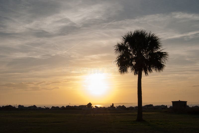 Palmetto στο ηλιοβασίλεμα στοκ φωτογραφίες Palmetto στο ηλιοβασίλεμα στοκ φωτογραφίες