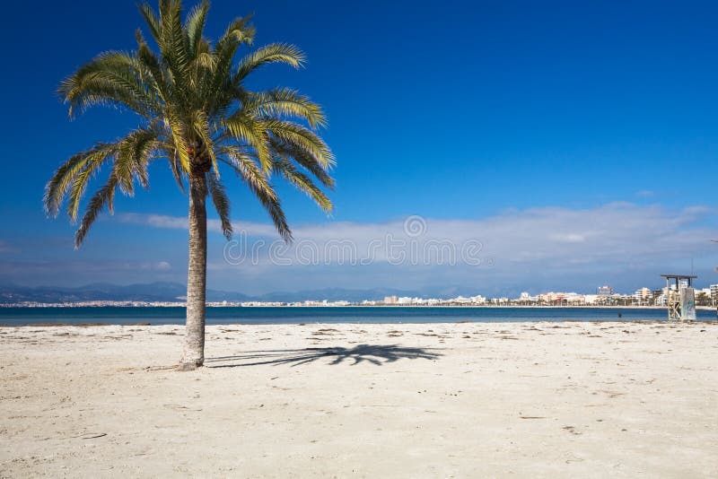 Palm tree on the beach, Arenal, Mallorca, Balearic Islands, Spain. Palm tree on the beach, Arenal, Mallorca, Balearic Islands, Spain