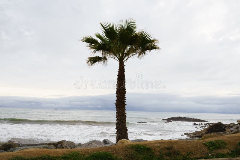 Palmier de fan de la Californie (filifera de Washingtonia) par Ocea Pacifique photos libres de droits Palmier de fan de la Californie (filifera de Washingtonia) par Ocea Pacifique photos libres de droits