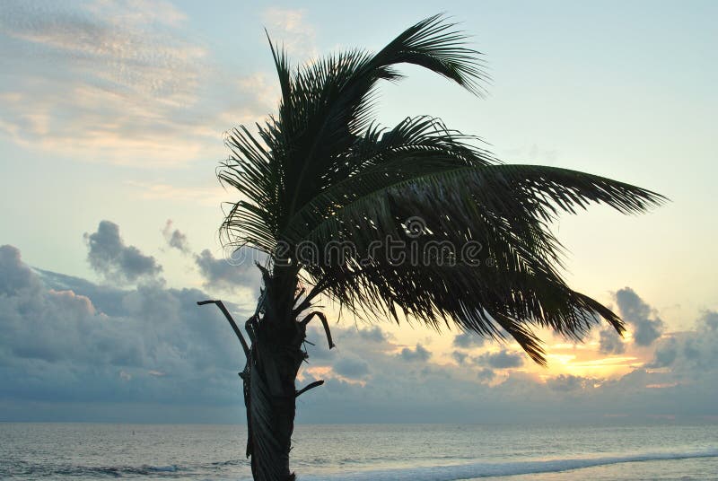 Palmier déplacé par le vent Coucher du soleil dans Reunion Island image libre de droits Palmier déplacé par le vent Coucher du soleil dans Reunion Island image libre de droits