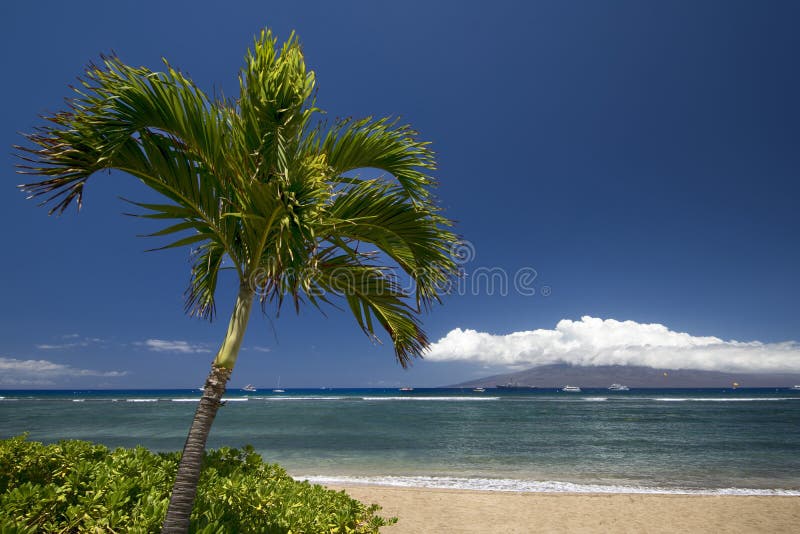 photo stock palmier et plage avec l île de lanai lahaina maui hawaï image