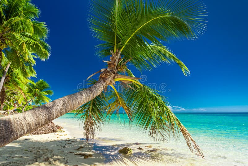 photo stock palmier overhanding la lagune de invitation sur l île fidji image