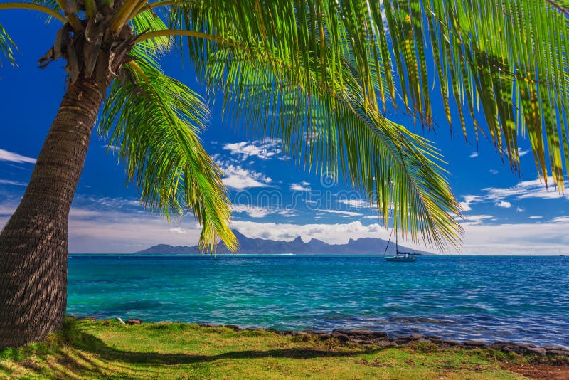 photo stock palmier sur la plage sur le tahiti avec la vue de l île de moorea image