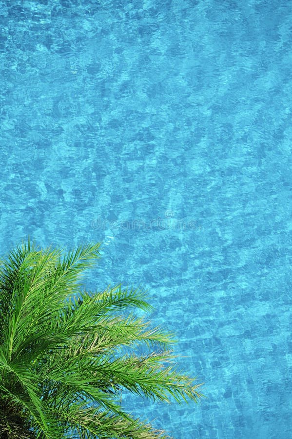 Palmier sur le fond bleu de piscine d'aqua