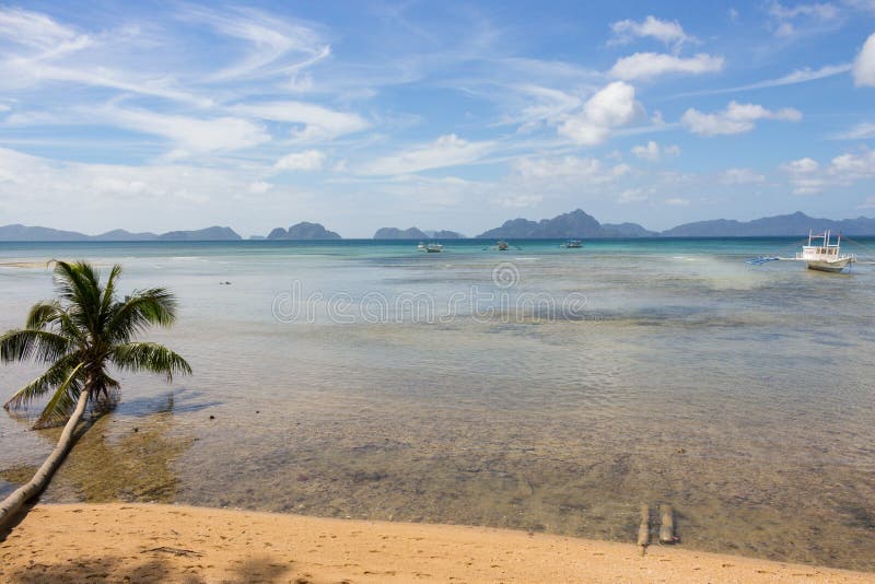 Palmier tomb? sur le bord de la mer pendant la mar?e basse Philippines, ?le Palawan, plage d'EL Nido Vacances et tourisme tropica photos stock Palmier tomb? sur le bord de la mer pendant la mar?e basse Philippines, ?le Palawan, plage d'EL Nido Vacances et tourisme tropica photos stock