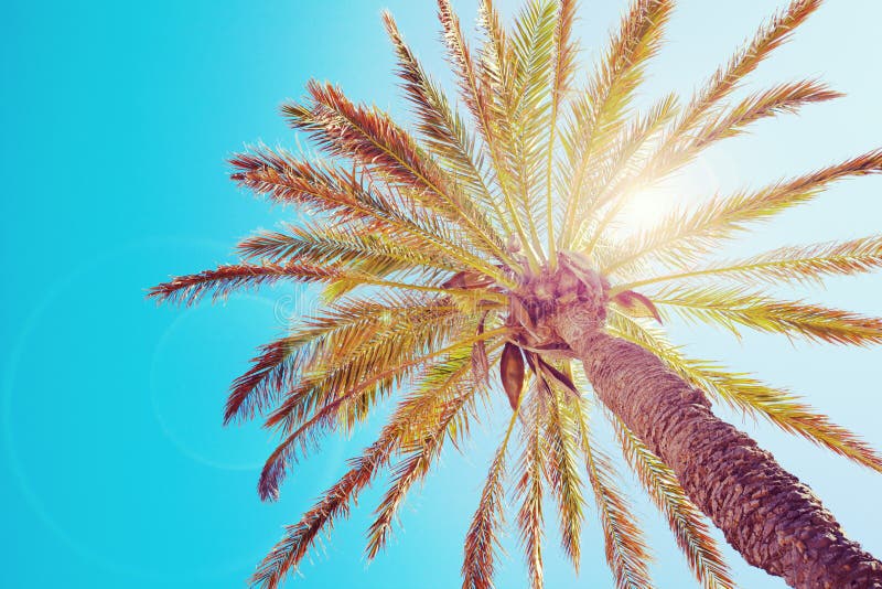 Palmier tropical photographie stock Palmier tropical photographie stock