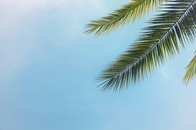 Palmiers contre le ciel bleu voyage, été, vacances et concept tropical de plage images libres de droits Palmiers contre le ciel bleu voyage, été, vacances et concept tropical de plage images libres de droits