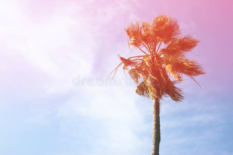 Palmiers contre le ciel Rétro image de type photos libres de droits Palmiers contre le ciel Rétro image de type photos libres de droits
