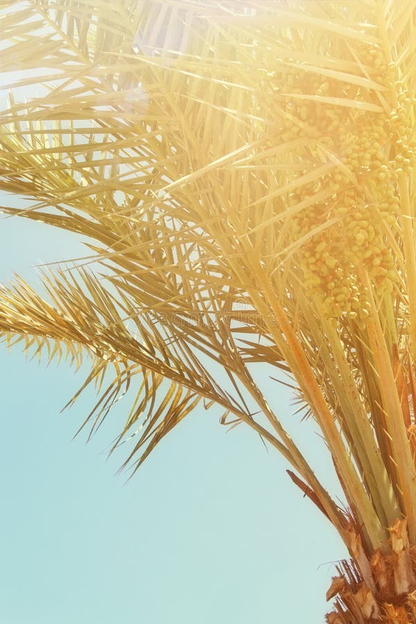 Palmiers contre le ciel Rétro image de type voyage, été, vacances et plage tropicale photographie stock libre de droits Palmiers contre le ciel Rétro image de type voyage, été, vacances et plage tropicale photographie stock libre de droits
