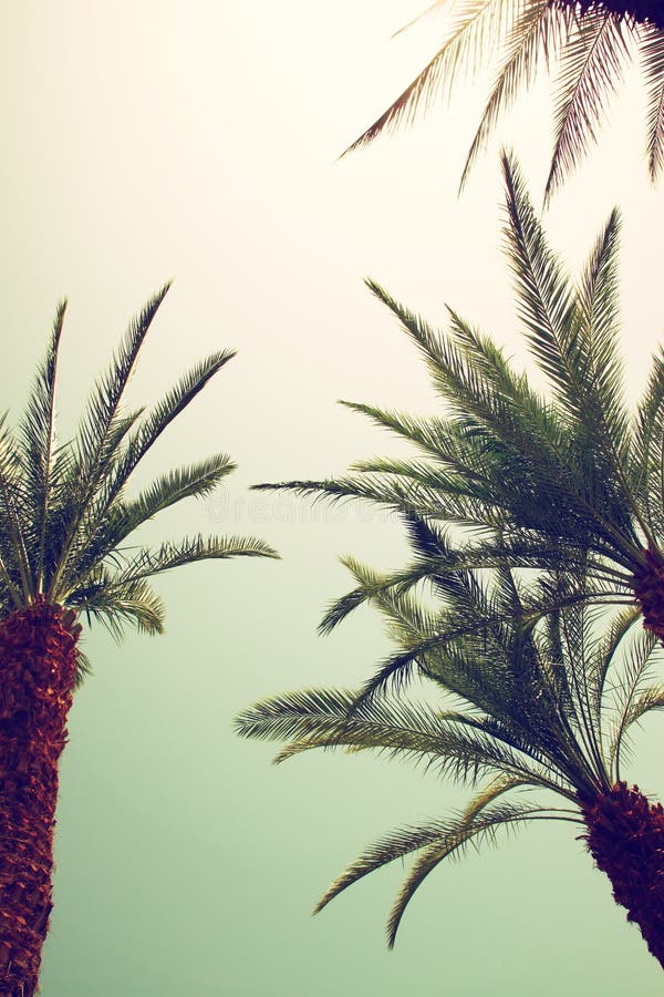Palmiers contre le ciel été, vacances et conce tropical de plage images libres de droits Palmiers contre le ciel été, vacances et conce tropical de plage images libres de droits