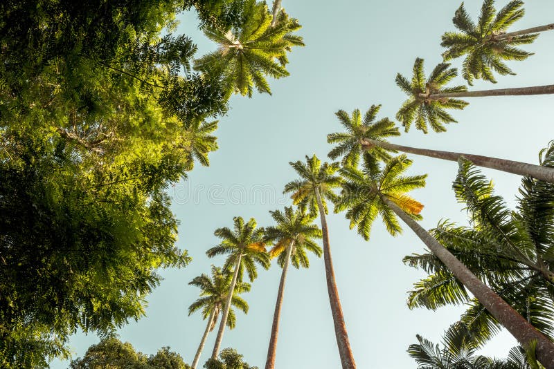 Palmiers dans le jardin botanique en Rio de Janeiro, Brésil photographie stock libre de droits Palmiers dans le jardin botanique en Rio de Janeiro, Brésil photographie stock libre de droits