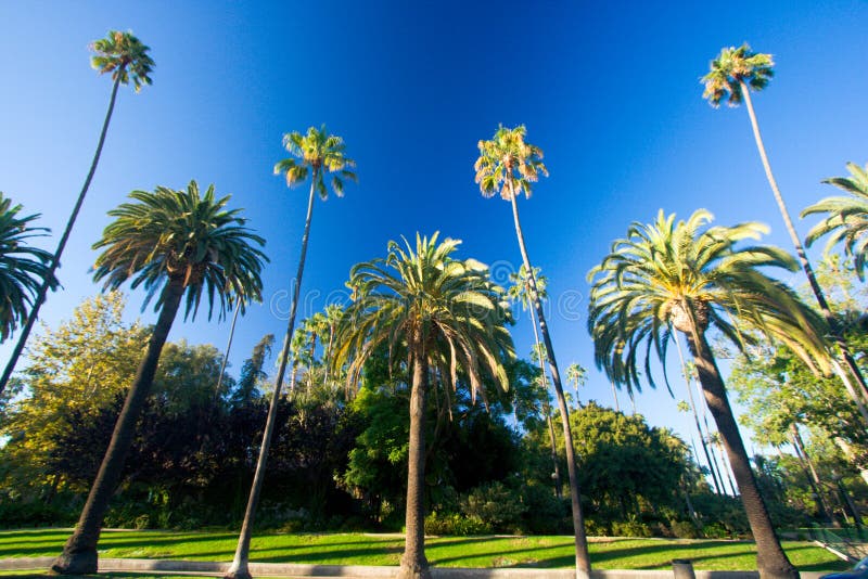 Palmiers de la Californie