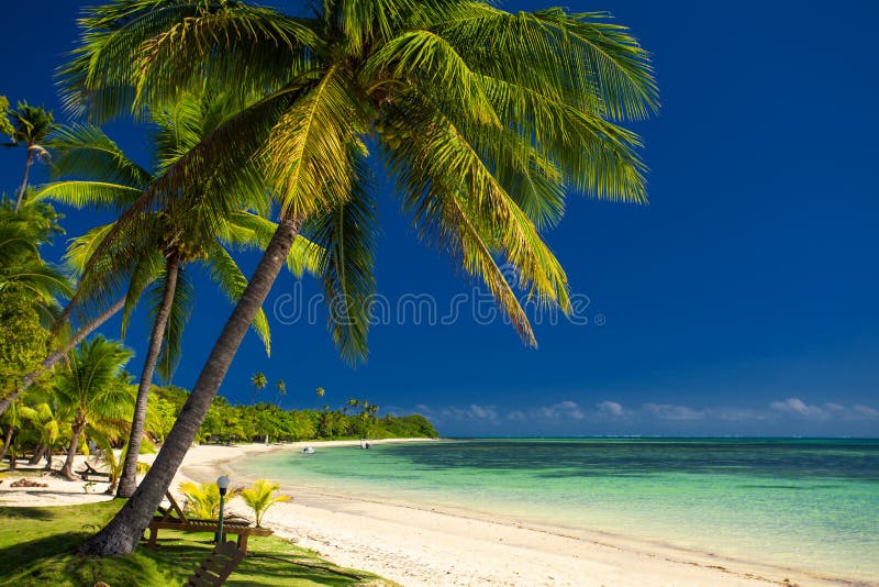 Palmiers et une plage sablonneuse blanche chez les Fidji